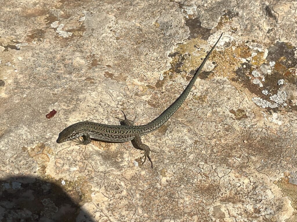 LAGARTIXA DE LAS PITIUSAS